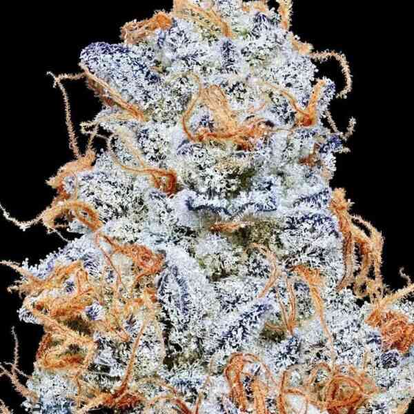 Platinum Valley Strain: Smooth, Potent, and Flavorful